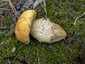 Sárga érdestinóru (Leccinellum crocipodium), Pilis